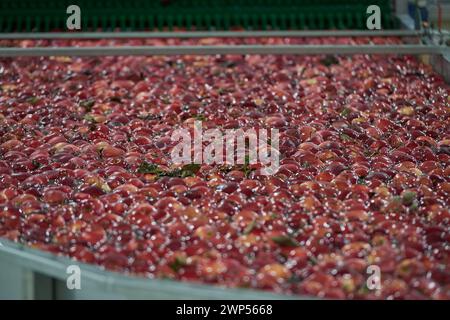 Apples going through wash in processing plant Stock Photo