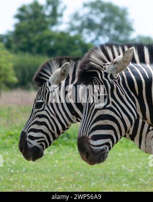 Two zebras standing together side by side. Heads only to bring attention to their striped markings. Stock Photo