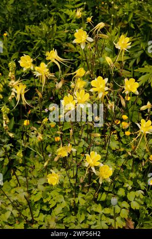 Aquilegia chrysantha 'Golden Columbine' [Wild form] Stock Photo