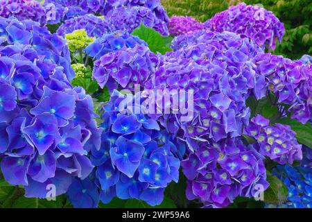Big Leaf Hydrangea (Hydrangea macropylla) - Mophead - Hortensia - shades of blue. Stock Photo