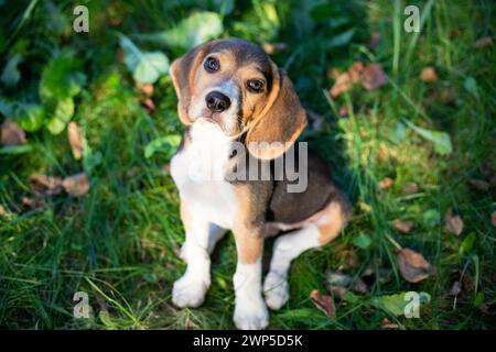 Young Biggle dog playing outside in the garden. Stock Photo