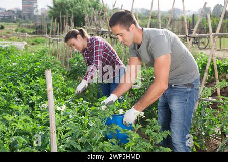 Couple picking Colorado beetles from potato plants Stock Photo