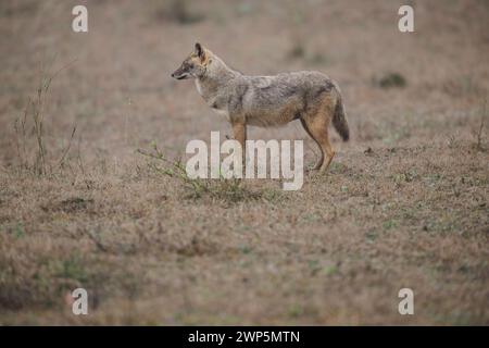 Golden Jackal in Kanha National Park, India Stock Photo