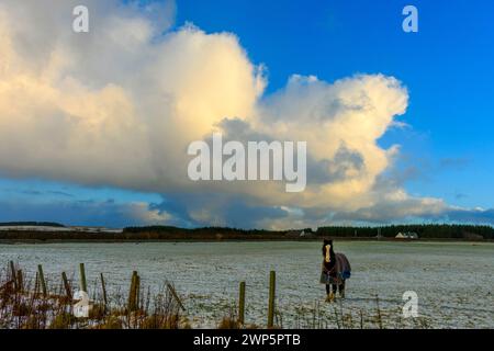 A horse in a field after a light covering of snow with cumulus clouds behind.  Near the village of Mey, Caithness, Scotland, UK Stock Photo