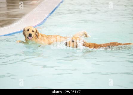 Two golden retrievers playing in a pool Stock Photo