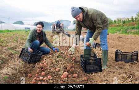 Couple of professional farmers harvesting potatoes Stock Photo