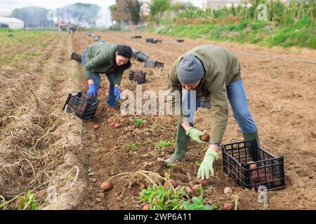 Couple of professional farmers harvesting potatoes Stock Photo