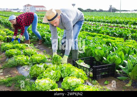 Couple of farmers harvesting of green lettuce on farm field Stock Photo