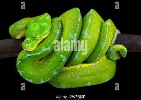 ©Matthijs Kuijpers Stock Photo