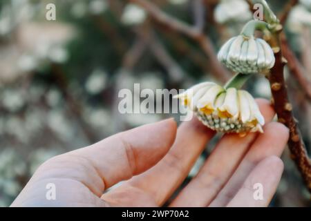Edgeworthia chrysantha Lindl o Oriental Paperbush, Mitsumata flower buds in female hand. Blooming plants in spring garden. Touch a bud. Nature awaking Stock Photo