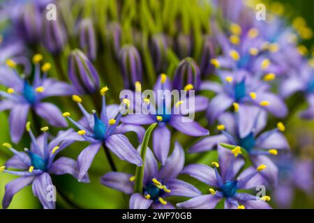 Portuguese Squill Beautiful peruvian lily (scilla peruviana) flower in spring garden Purple bulbous plant in bloom on green natural background. Stock Photo