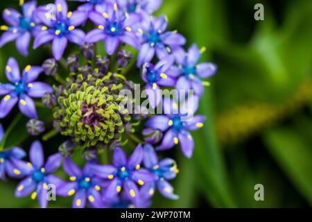 Portuguese Squill Beautiful peruvian lily (scilla peruviana) flower in spring garden Purple bulbous plant in bloom on green natural background. Stock Photo