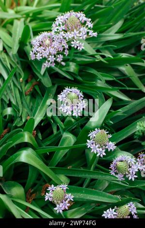 Portuguese Squill Beautiful peruvian lily (scilla peruviana) flower in spring garden Purple bulbous plant in bloom on green natural background. Stock Photo