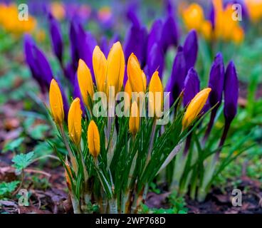 Close up raindrops on yellow and purple crocuses, blurred background Stock Photo