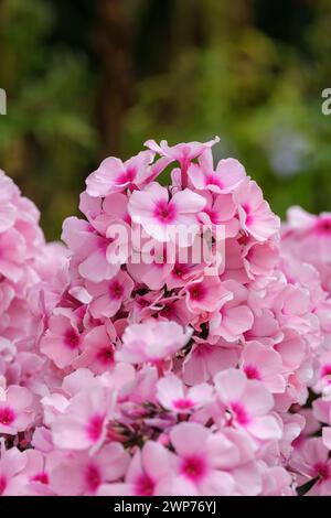 Phlox paniculata Bright Eyes, perennial phlox Bright Eyes, terminal panicles of dark-eyed, pale pink flowers Stock Photo