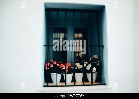 White pots with pink and white blooming flowers on a window sill of an old residential building. Blue house exterior details. Floral composition. Stock Photo