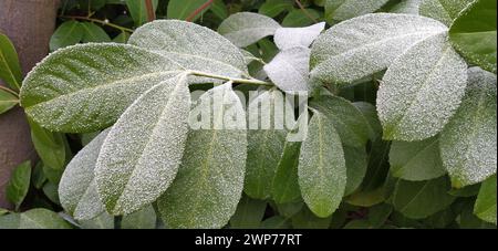 Beautiful large green leaves with white hoarfrost on the surface. Frozen water crystals. Ficus tree or evergreen shrub plant photographed at high Stock Photo
