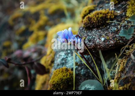 Blue violet flowers of Cyclamen coum Mill. (family Primulaceae) grow on stones covered with green moss in a spring forest. Blossoming macro nature. Stock Photo