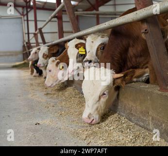 Calves eating feed in the barn. Young cattle being fed. Simmental breed baby cattle.  Livestock and dairy farming Stock Photo