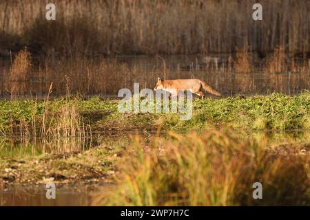 Red Fox on the prowl around the edge of some shallow ponds in a marsh. Essex, England, UK. Stock Photo