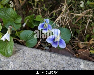 Small purple flowers emerging from a stone wall by the woods Stock Photo