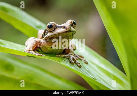 A closeup of a frog perched on a green leaf in Costa Rica Stock Photo
