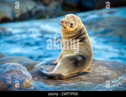 A sea lion perched on rock in La Jolla, CA Stock Photo