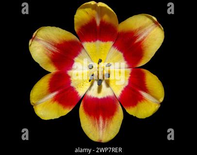 A close-up with a red and yellow tulip on a black background Stock Photo