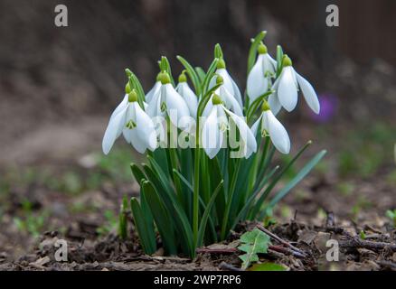 An isolated clump of snowdrops on the ground Stock Photo