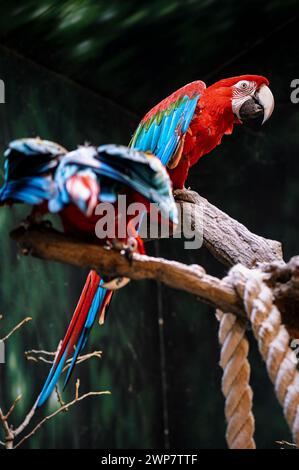 Two vibrant parrots sitting together on a tree branch. Stock Photo