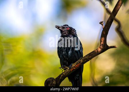 Some birds of India: Spangled Drongo in Kerala Stock Photo