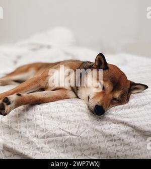 A dog peacefully napping on a cozy bed with pillows and a blanket Stock Photo