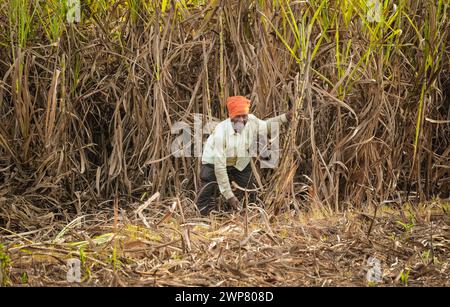 sugarcane farmer in sugar cane field, workers harvesting sugarcane plantation in the harvest season, sugar cane cutting workers in sugarcane fields. Stock Photo