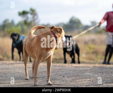 A man walking dogs in a field with another dog looking back to them Stock Photo