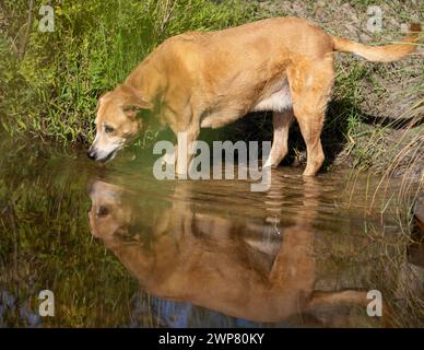 A dog drinks from a river bank, searching the water Stock Photo