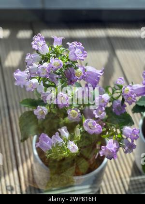 Two flower-filled planters on a wooden deck Stock Photo