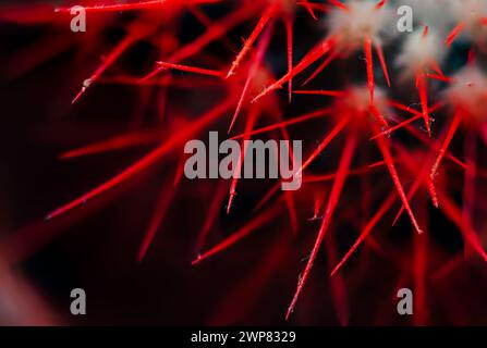 Close-up of the spikes of a cactus Stock Photo