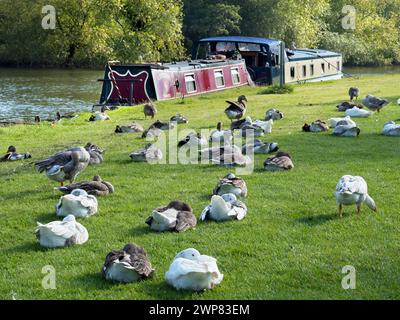 Abingdon claims to be the oldest town in England. If you walk past its medieval bridge upstream early on a fine summer morning, this is the scene that Stock Photo