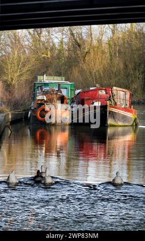 It's early on a midwinter morning, and I'm on my daily walk. I'm under an old bridge across the Thames River at Kennington, Oxfordshire. If you really Stock Photo