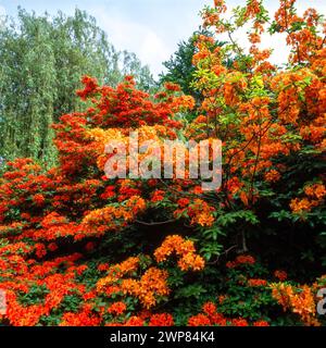 Beautiful orange Azalea blossom in Nottingham University Gardens in 1990s June, England, UK Stock Photo