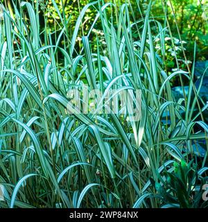 Variegated, striped green leaves of Phalaris arundinacea 'Feesey',Ribbon / Reed canary grass growing in English garden, England, UK Stock Photo