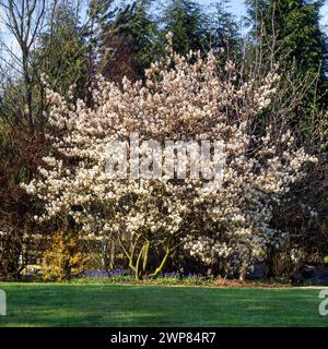 Amelanchier canadensis (Service Berry / Grape Pear / Juneberry ) shrub in full blossom in spring in English garden, England, UK Stock Photo