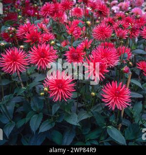 Deep pink / purple cactus form Dahlia 'Pontiac' flowers growing in English garden, England, UK Stock Photo