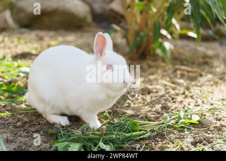 close-up of a white rabbit on a farm eating vegetables Stock Photo