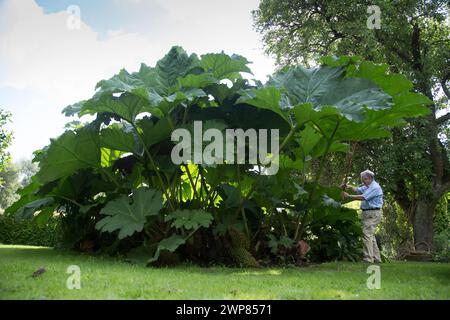 07/08/16  Anthony Phillips, prunes his giant gunnera  plant.   'This is probably the best year ever for our giant gunnera plant,' said gardener Jenny Stock Photo