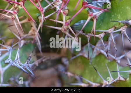 A closeup view of a thorny succulent plant Stock Photo