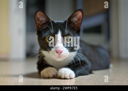 Cute Tuxedo kitten lying on the floor and looking curious at camera. Stock Photo