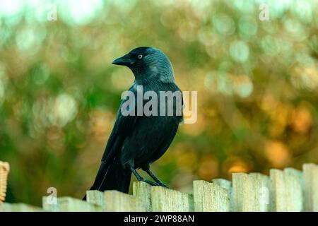 Jackdaw (corvus monedula) standing on the garden fence Stock Photo