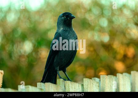 Jackdaw (corvus monedula) standing on the garden fence Stock Photo