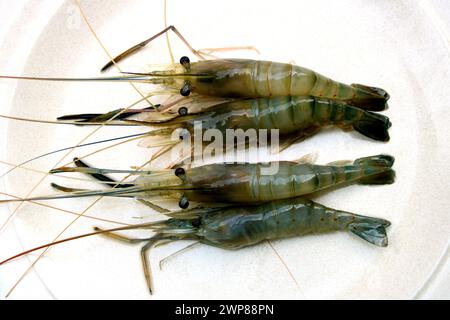 Newly caught freshwater prawns on a white plate in Sarawak Borneo Malaysia Stock Photo